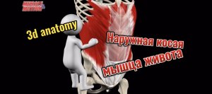 3d anatomy. Наружная косая мышца живота. Строение брюшной стенки.