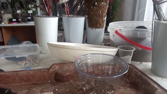 Пересадка- перевалка бегоний! 29.08.23 смотреть онлайн