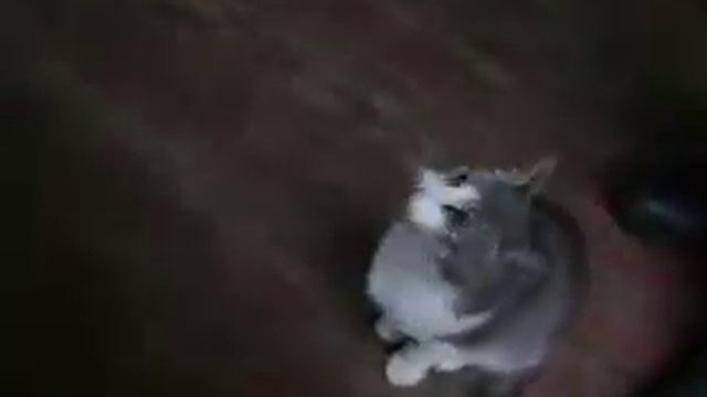 Что курят котики? смотреть онлайн