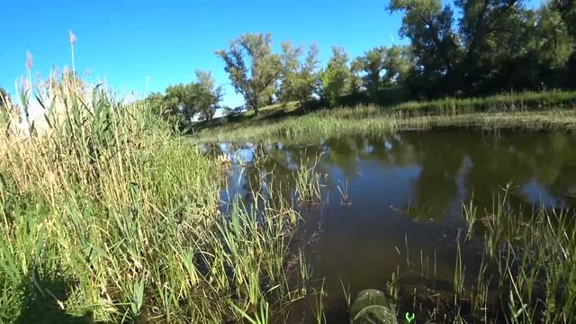 Ведро карасей, САЗАН, ЯЗЬ на поплавок ?!! Рыбалка летом на реке смотреть онлайн