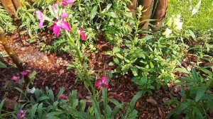 ЛевкОЙ! Осторожно, не посадите такое в своем саду, дизлайк таким производителям семян!