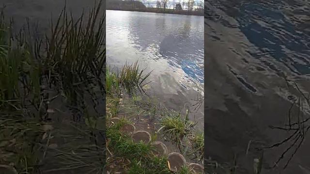 золотая осень на Москве-реке в Архангельском смотреть онлайн