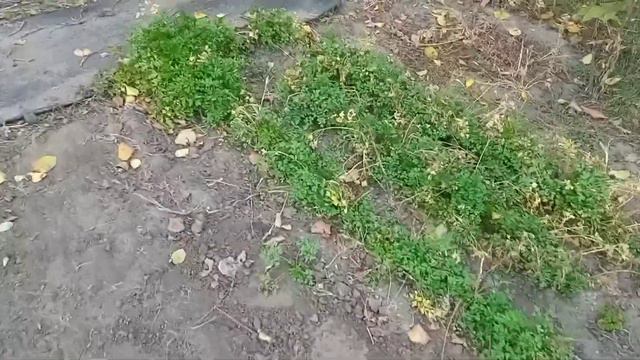 Рвём калину. заготовка на зиму. смотреть онлайн