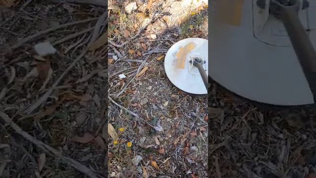 Castlemaine gold specimen 🇳🇿 смотреть онлайн