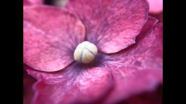 繡球花 Hydrangea macrophylla смотреть онлайн