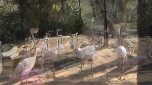 Тайланд открытый зоопарк Khao Kheow смотреть онлайн