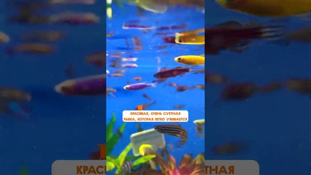 Выбираем рыбок для твоего первого аквариума