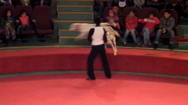 Собаки. Цирк. Собака далматин в цирке не у дел. Dogs. Circus. The dog Dalmatian in circus. смотреть онлайн