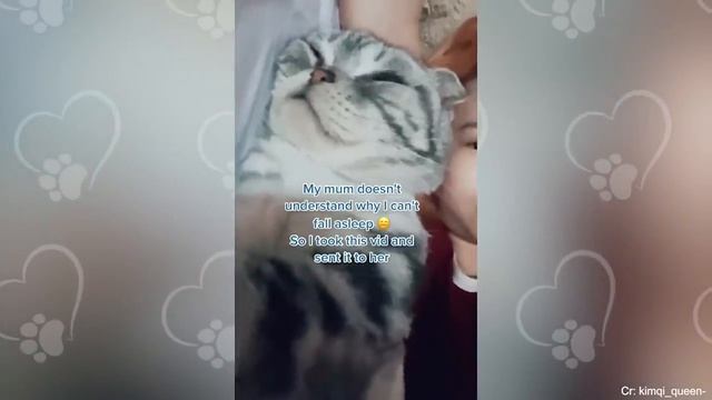 Cute CATS Won't Sleep Until They Cuddles with Their Human - Cute Cats And Owners Sleep Together смотреть онлайн
