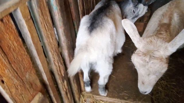 Зимушка - красавица ❄️❄️❄️ // Козы // Коты в козовнике смотреть онлайн