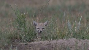 Корсак (Vulpes corsac) Степная лисица