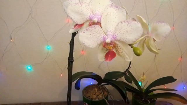 ? Цветонос на Орхидее Фаленопсис// ? Что делать с цветоносом, когда все бутоны отцвели?/Срезать? смотреть онлайн