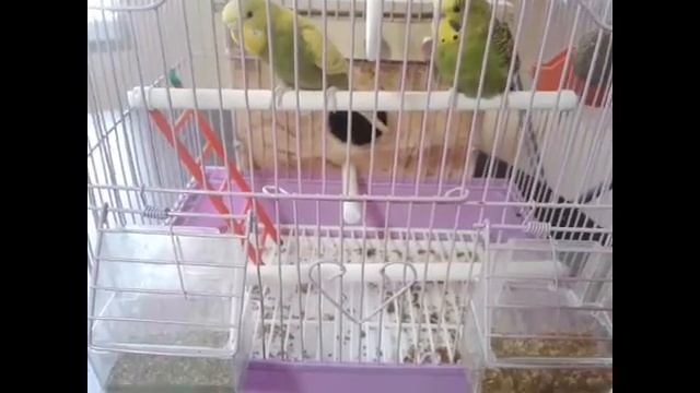 ЛИНКА У ВОЛНИСТОГО ПОПУГАЯ 🐦,, смотреть онлайн