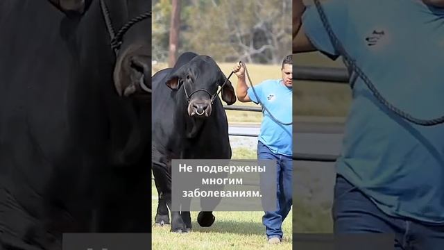 Американская порода коров с длинными ушами смотреть онлайн