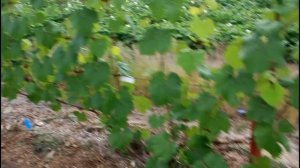 Технические сорта винограда.Посадка.