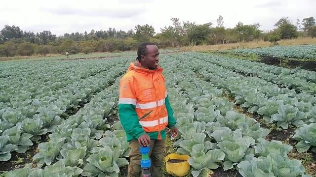 Farm Visit and Training on how to farm, produce with less and earn Millions in cabbages farming. смотреть онлайн