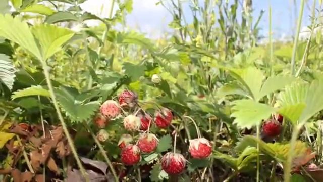 Башкирия, Караидель смотреть онлайн