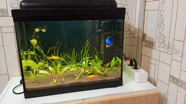 Заменил фон в маленьком аквариуме с новым грунтом #nik_72 смотреть онлайн