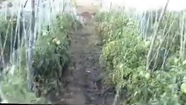 CORAGEN CONTROL EFICAZ CONTRA PASADOR DE FRUTO смотреть онлайн