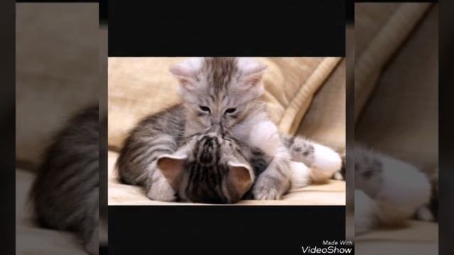 Котята и пумы смотреть онлайн