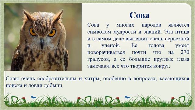 Самые умные птицы смотреть онлайн