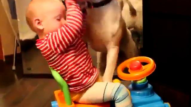 Ребенок  играет с Бультерьером пока его  ,,,