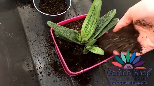 Como cultivar Gasteria carinata смотреть онлайн