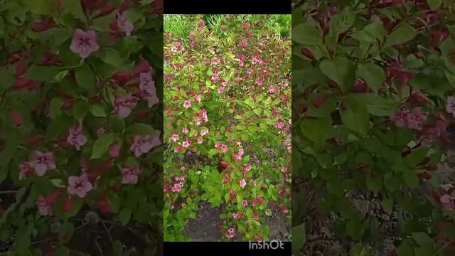 красивоцветущие кустарники в моем саду на 24.05.23 смотреть онлайн