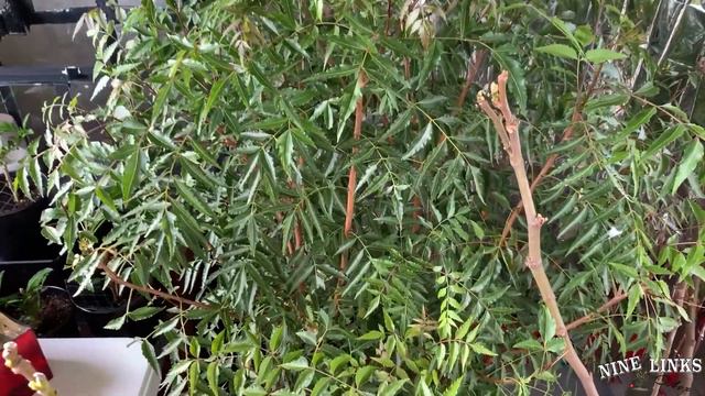 Basement Greenhouse Tropical Plants update смотреть онлайн