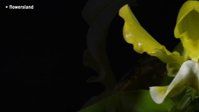 Орхидея Пафиопедилум гибрид смотреть онлайн