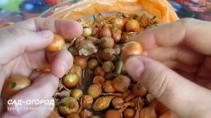 Посадка лука севка весной в открытый грунт. Как сажать лук севок. 2 Способа #3