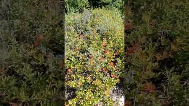 Мир радости