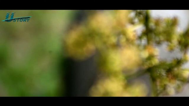 Nikon d7500 video test || 50mm lens ke saath??????? смотреть онлайн