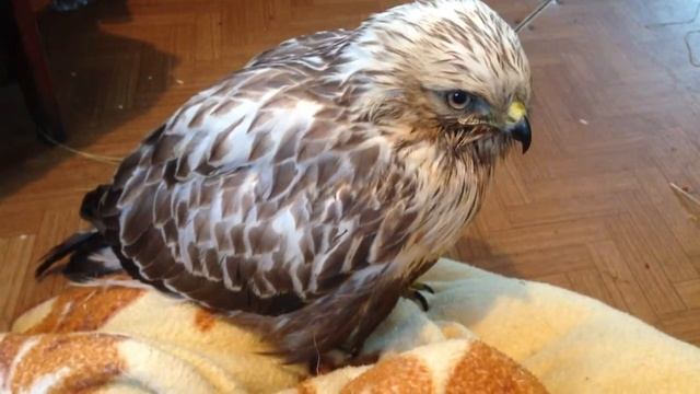 Канюк зимняк, Канюк мохноногий с чмт смотреть онлайн