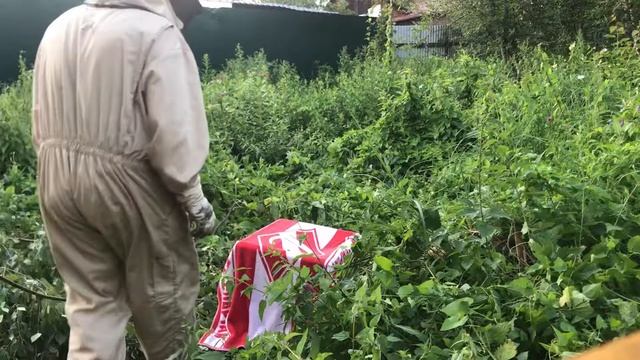 Рой высоко на березе. Как Снять? Пчелиный рой смотреть онлайн