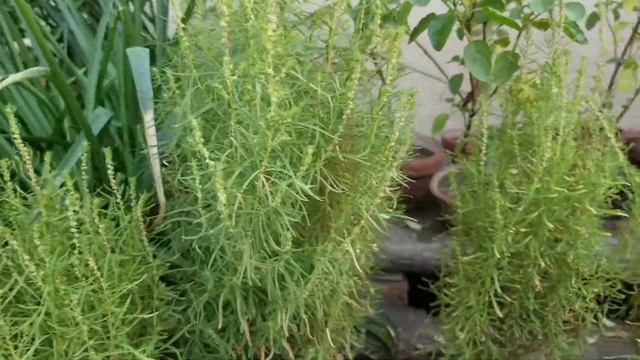 How To Collect #Kochia Seeds For Next Season At Asim  Rooftop Garden | Bassia Scoparia Seeds