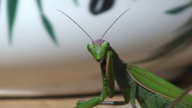 LA MANTE RELIGIEUSE  Un Film De Yves SONNET
