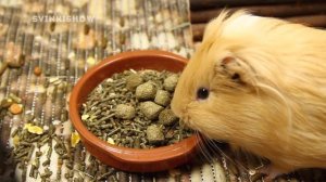 ПОКУПКИ из зоомагазина для морских свинок / SvinkiShow