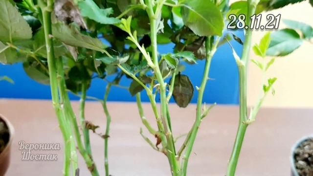 Делай То, Что Полезно