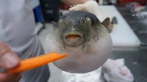 Рыба фугу ест морковь 10 часов