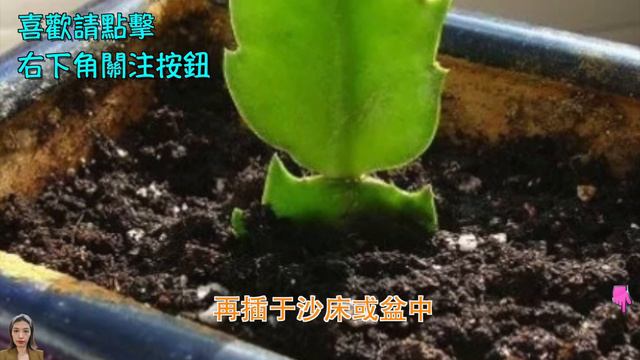 蟹爪兰养护与繁殖最全干货,只要做到7要点,一盆变多盆|花开100朵永远开不完|花花世界 смотреть онлайн