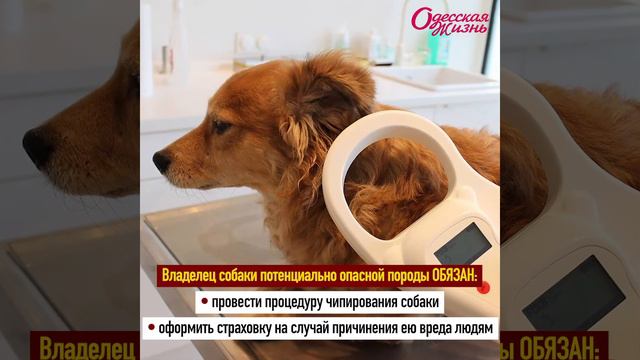 Правила выгула опасных пород смотреть онлайн