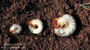 Белые личинки в компосте   это не майский жук