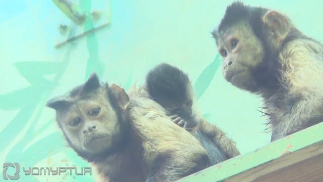 Зоопарк Удмуртии 26.03.2021 смотреть онлайн