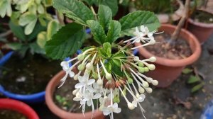 «Clerodendrum Calamitosum»। A Beautiful White Flower with Nice Smell।