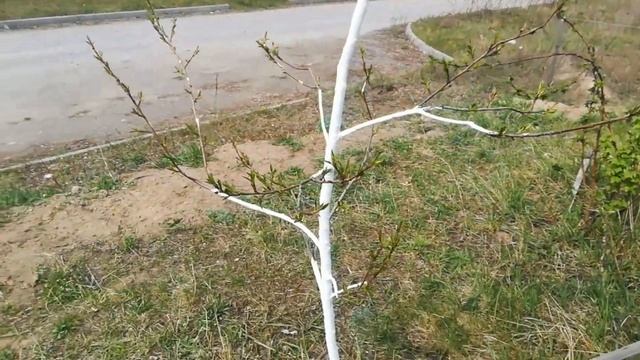 Формировка кроны у нектарина смотреть онлайн