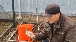 Первая обработка ежевики после снятия укрытия