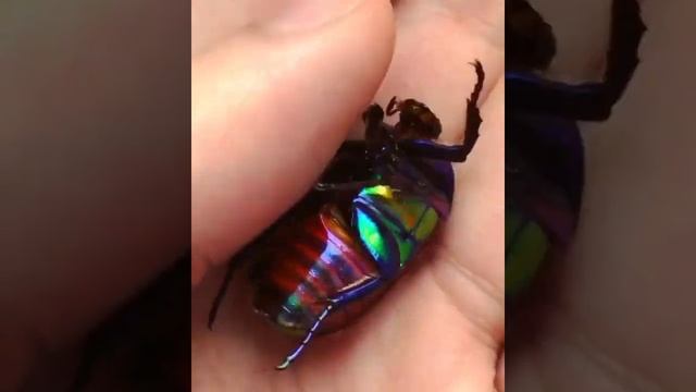 КРАСИВЫЙ ЖУК .