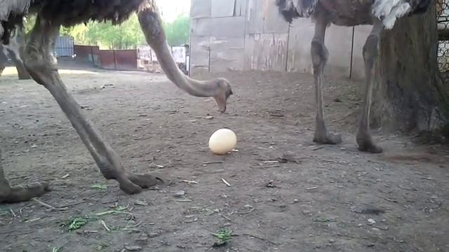рождение страусиного яйца.mp4 смотреть онлайн