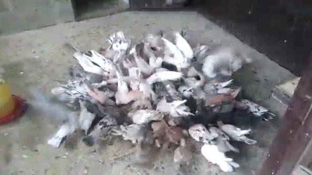 Продаются мраморные голуби в Будёновске. смотреть онлайн